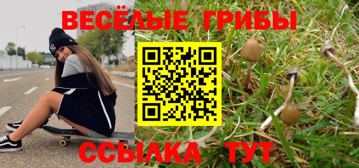 Псилоцибиновые грибы Psilocybe Кохма